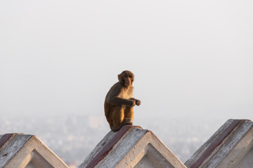 A monkey sitting on the roof edge on the top of Kathmandu.