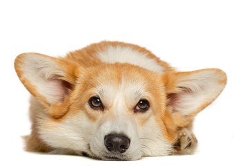 Welsh Corgi Pembroke Dog  Isolated  on White Background in studio