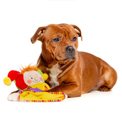 English Staffordshire Bull Terrier Dog  Isolated  on white Background in studio