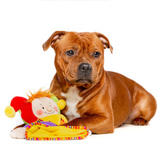 English Staffordshire Bull Terrier Dog  Isolated  on white Background in studio