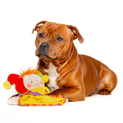 Obraz premium English Staffordshire Bull Terrier Dog Isolated on white Background in studio
