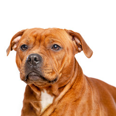 English Staffordshire Bull Terrier Dog  Isolated  on white Background in studio