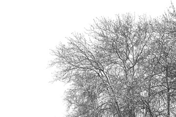 Fototapeta na wymiar Tree Branches against the sky after a snowfall