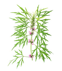 Fresh motherwort on white background