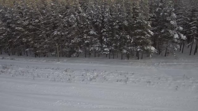 winter pine forest from above with traces of ski