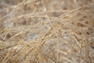 Plants in a meadow coated with ice, East Windsor, Connecticut.
