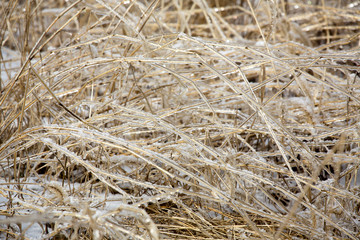 Plants in a meadow coated with ice, East Windsor, Connecticut.