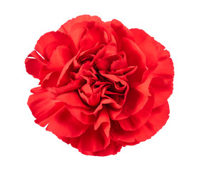 red carnation