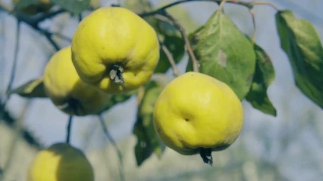 Quinces on the tree. Close up shot.
