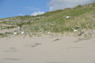 Möwen an einer Sanddüne