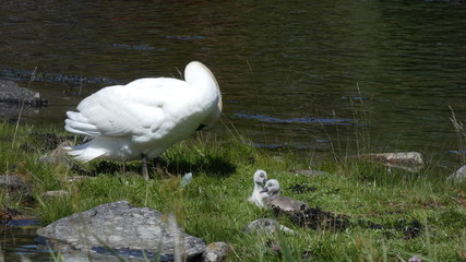 Mute swan with goslings