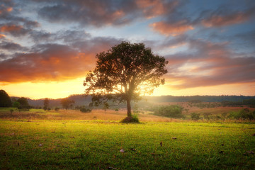 Fototapeta na wymiar Lonely tree on field with beautiful sunset