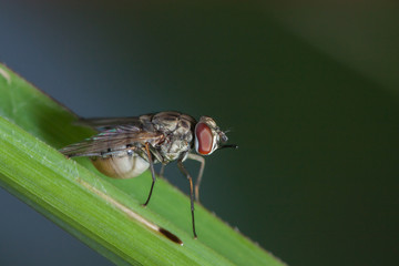housefly standing on green leaf
