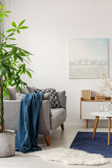 Big green plant in concrete pot next to comfortable grey sofa with blue blanket