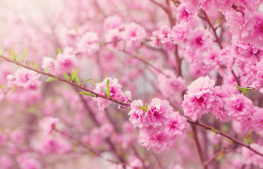 Fototapeta premium niewyraźne tło drzewa sakura