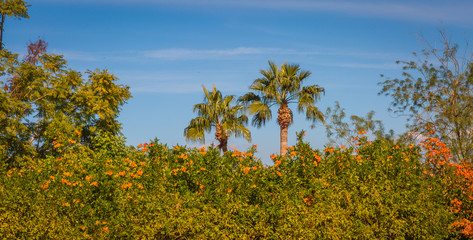 Fototapeta na wymiar Palm trees adorn most city blocks in Phoenix and Scottsdale, Arizona. Popular in landscaping and add to the tourist attraction of these beautiful, clean cities with great city deserts to explore