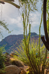 A tight shot of a cactus garden against a blue Arizona sky and large mountains as a backdrop show...
