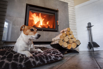 Jack russel terrier sleeping on a white rug near the burning fireplace. Resting dog. Hygge concept