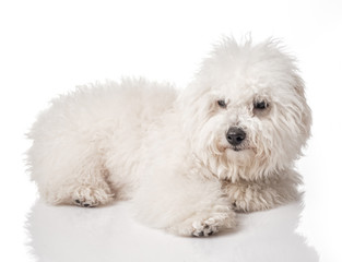 Bichon Frise puppy. Overgrown, not trimmed, without grooming. Bichon is isolated on a white background. White shaggy dog
