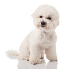 Bichon Frise puppy. Bichon is isolated on a white background. White dog. Bichon after grooming