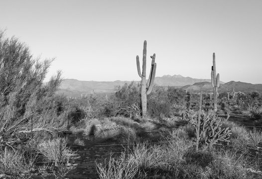 The Saguaro cactus is a true symbol of the American west and its desert landscape. These stunning images shot in Arizona's vast wilderness reveal beautiful mountains as a backdrop to these nature pics