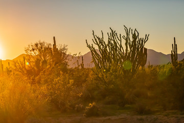 The Saguaro cactus is a true symbol of the American west and its desert landscape. These stunning...