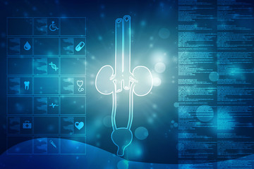 2d rendering human kidneys
