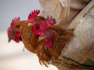 Hähnchenverkauf auf einem Markt in Yunnan in China