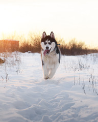 Siberian husky dog playing on winter field. Happy puppy in fluffy snow. Animal photography