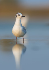 Little gull (Hydrocoloeus minutus or Larus minutus)