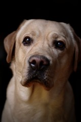 portrait of a dog in front of black background