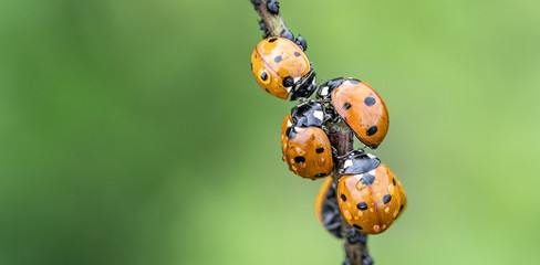 Ladybirds gathering on a straw
