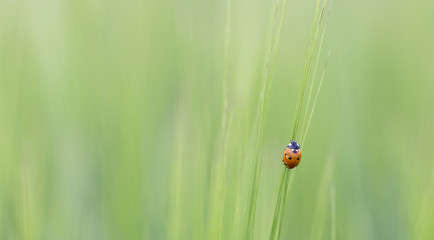 Single ladybird on a straw in a field