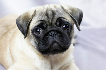 Pug puppy attentively looks at you, portrait