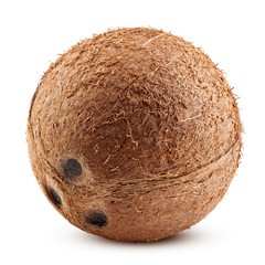 coconuts whole, isolated on white background, clipping path, full depth of field