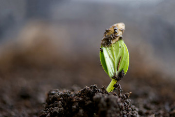 Sprouted cucumber seeds - extrem close up, selective focus, copy space