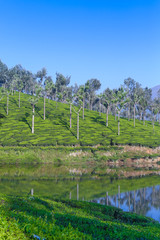 Fototapeta na wymiar Tea plant with reflection on river