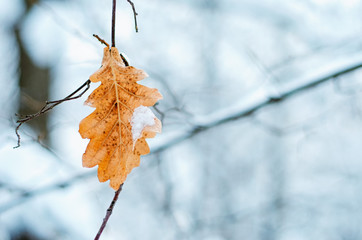 snow covered dry oak leaf close up