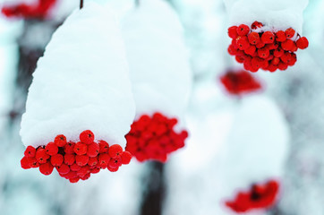 snow-covered berries of red rowan close up