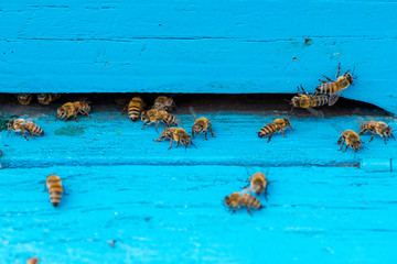 closeup of bees on honeycomb in apiary