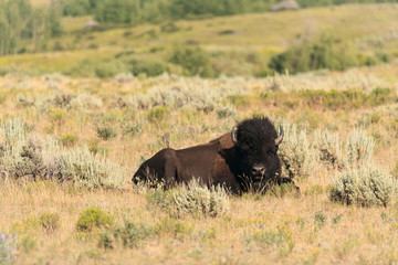 A buffalo