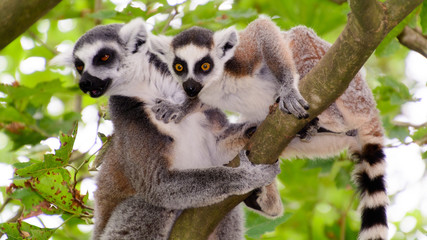 Ring-tailed lemurs in a tree