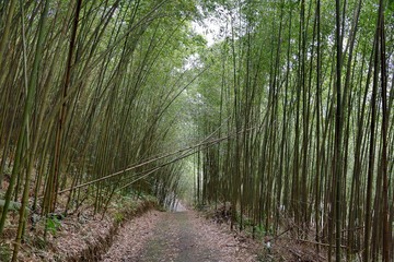 Fototapeta premium Bamboo Forest in Miaoli Tai'an Township, Taiwan