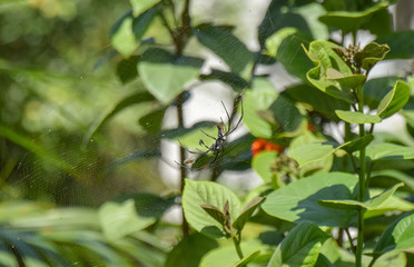 Afrikanische Riesenradnetzspinne, Nepihla, Afrika, Kenia, Fressen, Beute, Netz, Baby, klein, Busch, Groß