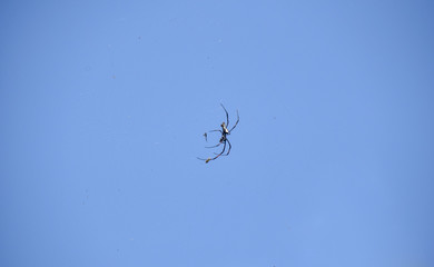 Afrikanische Riesenradnetzspinne, Nepihla, Afrika, Kenia, Fressen, Beute, Netz, Baby, klein, Fliegen, Himmel