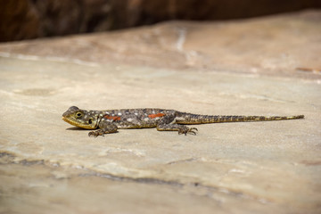 Blaue Siedleragame, Ostafrikanische Siedleragame, eidechse, Kenia-Felsagame, Kenia, Reptil,...