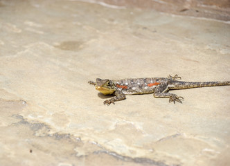 Blaue Siedleragame, Ostafrikanische Siedleragame, eidechse, Kenia-Felsagame, Kenia, Reptil, Profil