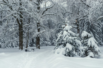 Empty winter snow-covered forest, beautiful winter landscape, path leading into the depths of the forest