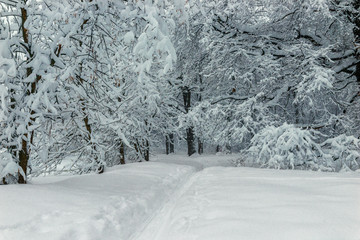 Ski track in the forest, leaving in a dark forest, winter landscape