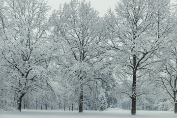 Three trees stand covered with snow like velvet, winter landscape